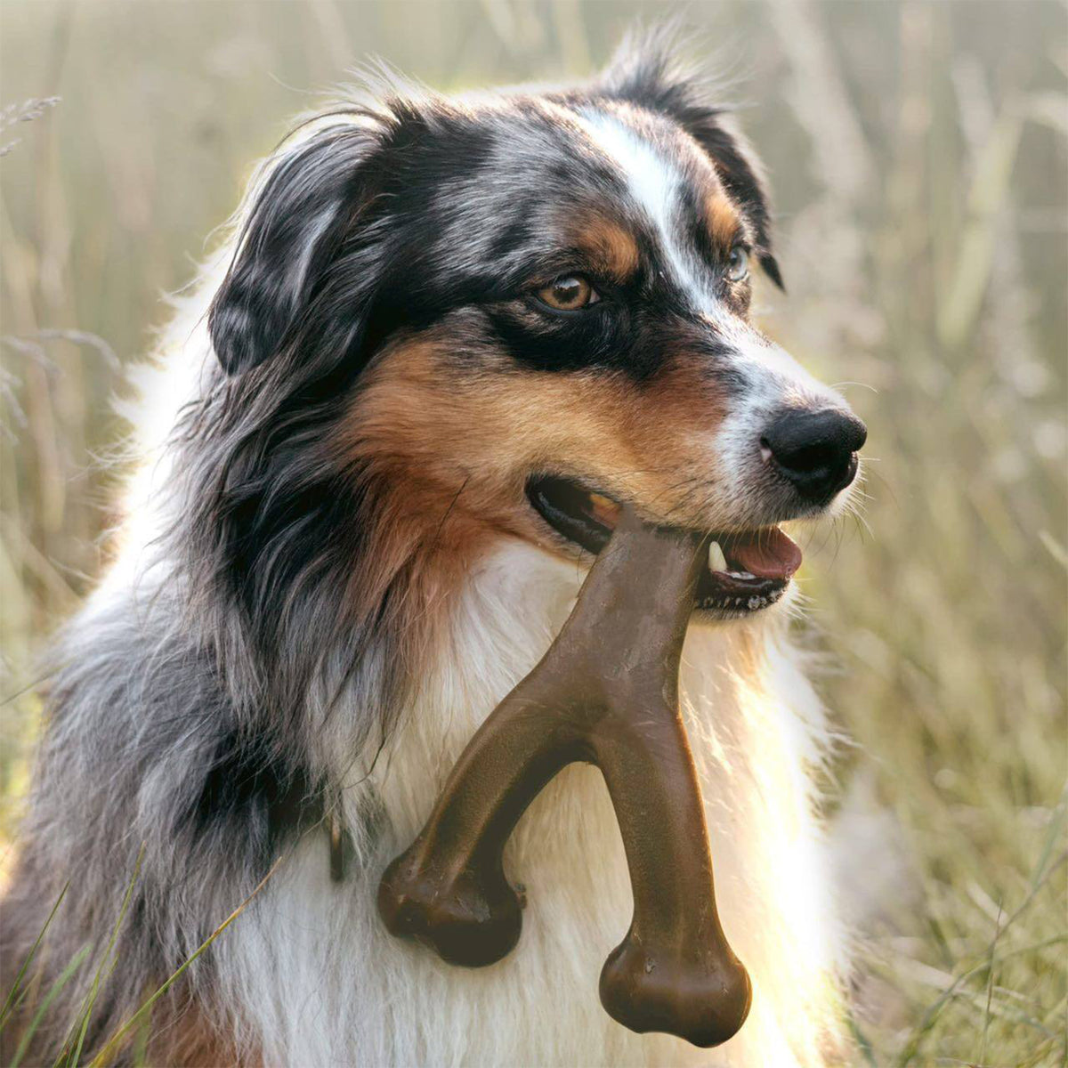 Dog holding a brown bone-shaped chew toy in its mouth, standing in a grassy outdoor setting.