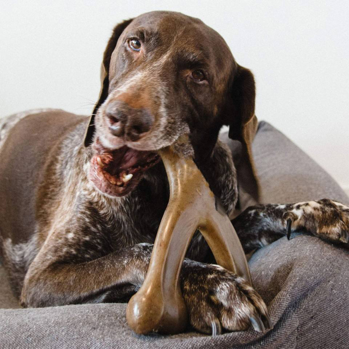 Dog chewing on a bone-shaped toy on a couch